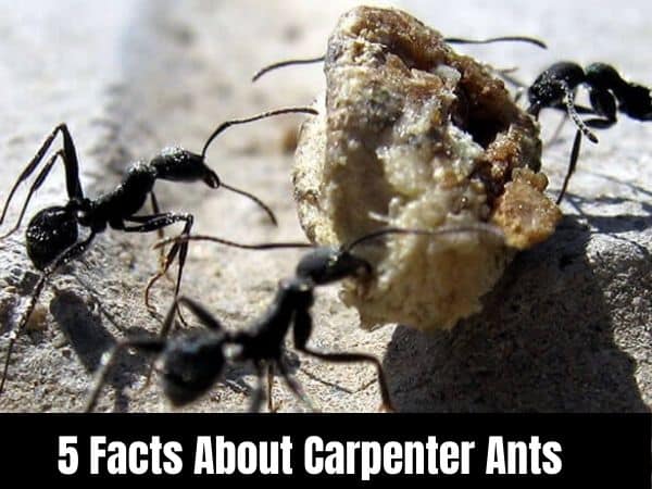 5 Facts About Carpenter Ants